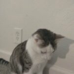 Leash Trained White Cat in El Cajon, California