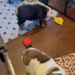 4 Month white with brindle points English Bulldog in North Bergen, New Jersey