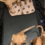 Cane Corso Puppies in Cleveland, Ohio