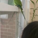 Indian Ring Neck in New York City, New York