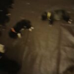 pure bred akita in Providence, Rhode Island