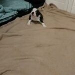AKC FEMALE BOSTON TERRIER in Phoenix, Arizona