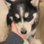 One Male Available 4 Females in Kennewick, Washington