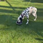 Dalmatian puppies in New York City, New York