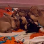 Miniature British terrier And Jack Russell Puppies in Fairfield, California