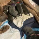 American Pit Corso Puppies Rehome Soon in New Britain, Connecticut