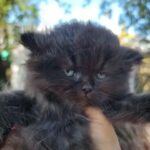 Exotic and Persian in Hollywood, Florida