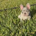 Lilac & Tan Merle PET HOME ONLY French Bulldog in Jacksonville, Florida