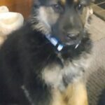 German Shepherd puppy in Ponca City, Oklahoma