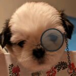 Axl   Shihtzu Yorkie mix in Oakdale, California