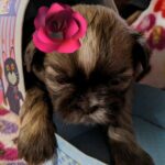 Shorkie Mrs Roseanne (rose) in Oakdale, California