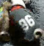 puppies play with mom in Fontana, California