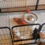 White Miniature Schnauzers in Jacksonville, Florida