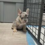 Merle Male French Bulldog in Jacksonville, Florida