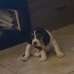Basset Hound in Riverside, California
