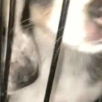 Blue Heeler Mixed With Husky in Los Angeles, California
