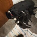 border collies in Portland, Oregon