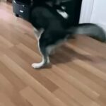 Siberian Husky Pure in New York City, New York
