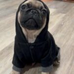 Pug Puppy in Hamilton, Ohio