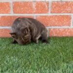 French Bulldog Fluffy Carriers in Riverside, California