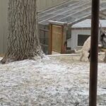 playing with mom🐶🐾 in Salt Lake City, Utah