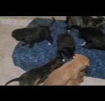 Amstaff Pitbulls in Macon, Georgia
