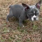 French Bulldog in Raleigh, North Carolina