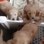 Hungry Puppies in Denver, Colorado