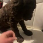 Goldendoodle Puppies in St. Louis, Missouri