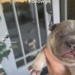 AKC French Bulldog in Belle Chasse, Louisiana