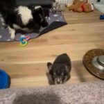 Ckc Blue Merle Fluffy Female in New York City, New York