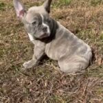 French Bulldog in Raleigh, North Carolina