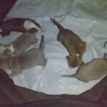 pitbull rottweiler puppies in Salem, Oregon