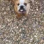English Bulldog Fawn Merle in Los Angeles, California