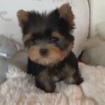 Yorkie puppies available in Charlotte, North Carolina