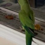 Selling My Green African Ring Neck in New York City, New York