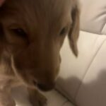 Goldendoodle Puppies in St. Louis, Missouri