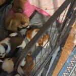 puppies at play in Oakdale, California
