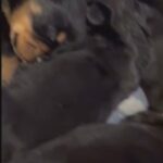 Chunky Rottweilers in Jacksonville, Florida