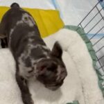 Frenchie Chocolate Merle in Riverside, California
