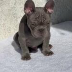 Frenchie Lilac Male in Riverside, California