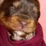 Chocolate Yorkie Puppy in Hastings, Nebraska