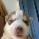 Siberian Husky in Homestead, Florida