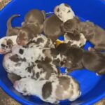NALC Catahoula Puppies in Macomb, Illinois