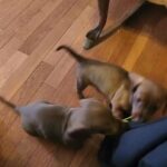 2 male mimi dachshunds available in Moss Point, Mississippi