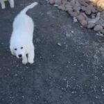 Great Pyrenees Puppies in Reno, Nevada