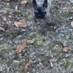 AKC French Bulldog in Macomb, Illinois