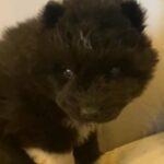 AKC Wooly Black Siberian Husky in Macomb, Illinois