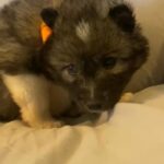 AKC Wooly Siberian Husky in Macomb, Illinois