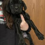 Female Cane Corso Puppy in Poplar Bluff, Missouri